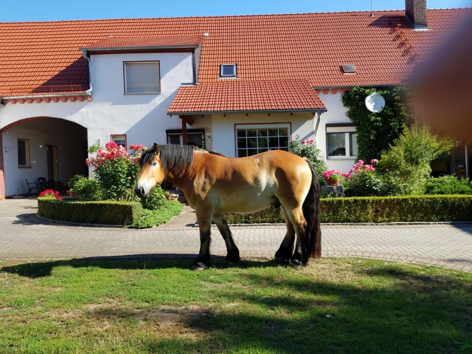 Top-Moderne Ferienwohnung Und Apartments Auf Frueherem Wunderschoenen Bauernhof Im Elbe-Elster-Kreis In Brandenburg Bei Herzberg-Elster, Schoenewalde, Holzdorf מראה חיצוני תמונה